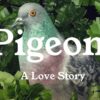 Pigeon: A Love Story – Onde o Voo Urbano Encontra a Busca Pelo Amor Verdadeiro